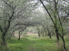 Bolitas del Airón: cada verano en riesgo por incendio