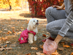 En marcha la campaña de concienciación y control de animales de compañía
