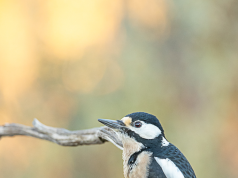 Exposición ‘Fotografiando la vida salvaje’