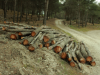 Trabajos de mantenimiento forestal promovidos por la Comunidad de Madrid destruyen repoblaciones en un monte de utilidad pública de Valdemoro