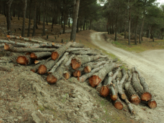 Trabajos de mantenimiento forestal promovidos por la Comunidad de Madrid destruyen repoblaciones en un monte de utilidad pública de Valdemoro