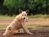 Guía básica de primeros auxilios para perros y gatos