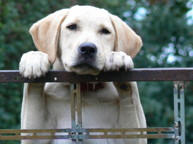dog-1604357_960_720