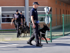 La Policía Local estrena su Sección Canina